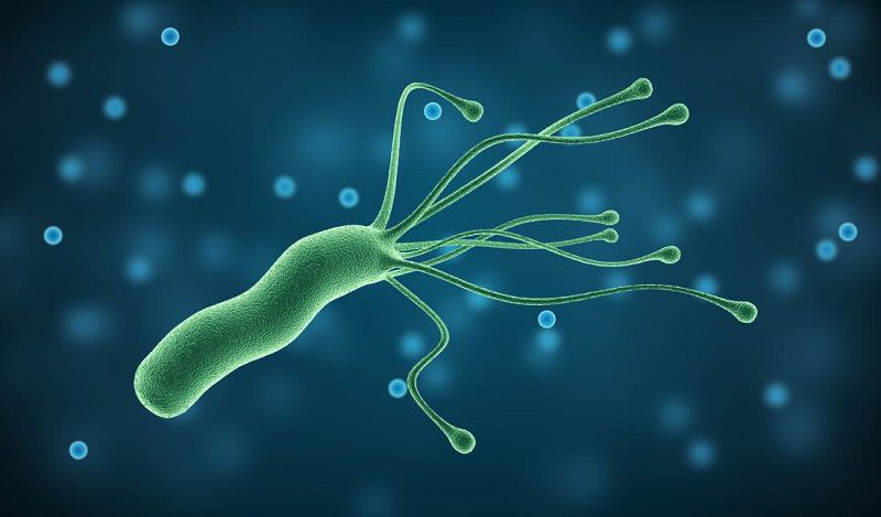 Helicobacter pylori