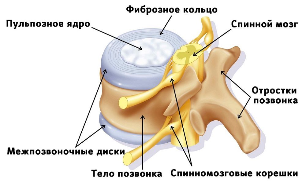 Устройство позвоночника