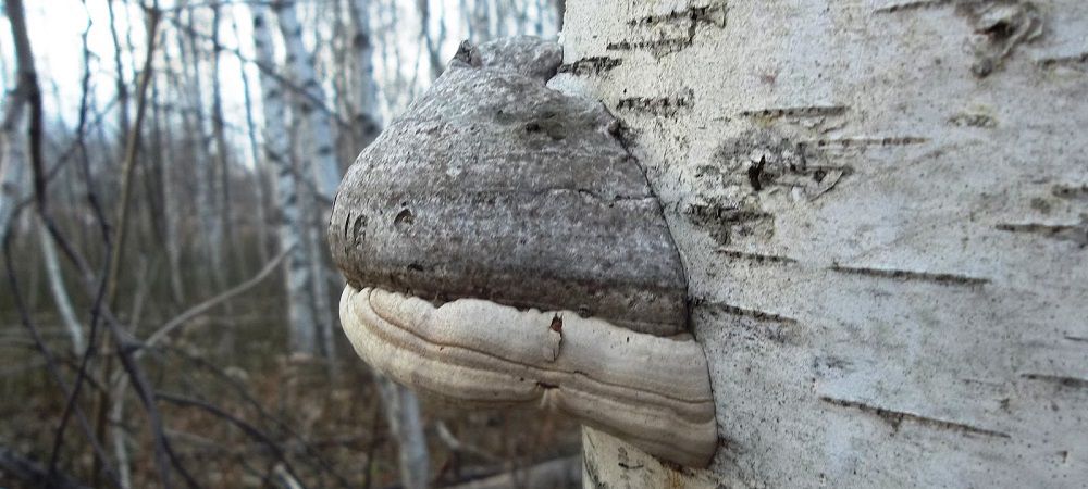 Трутовик настоящий