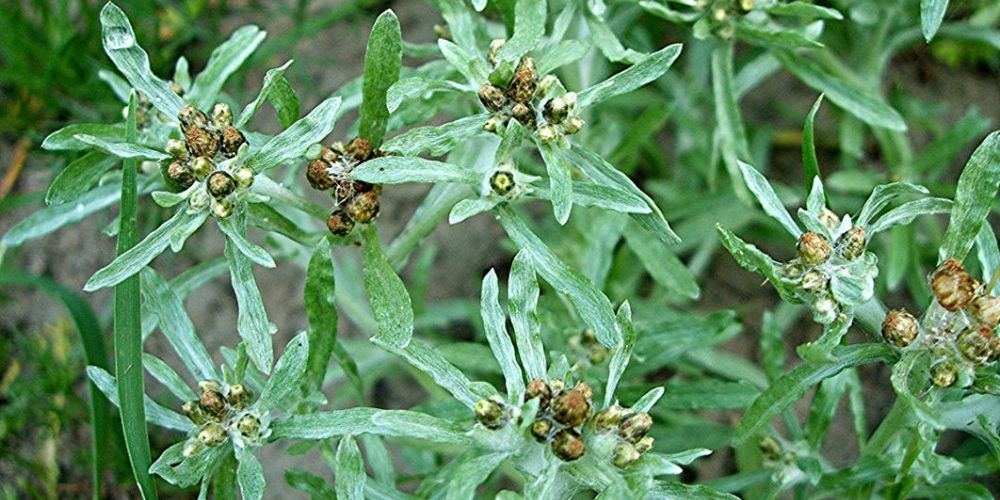 Сушеница топяная (фото) Gnaphalium uliginosum