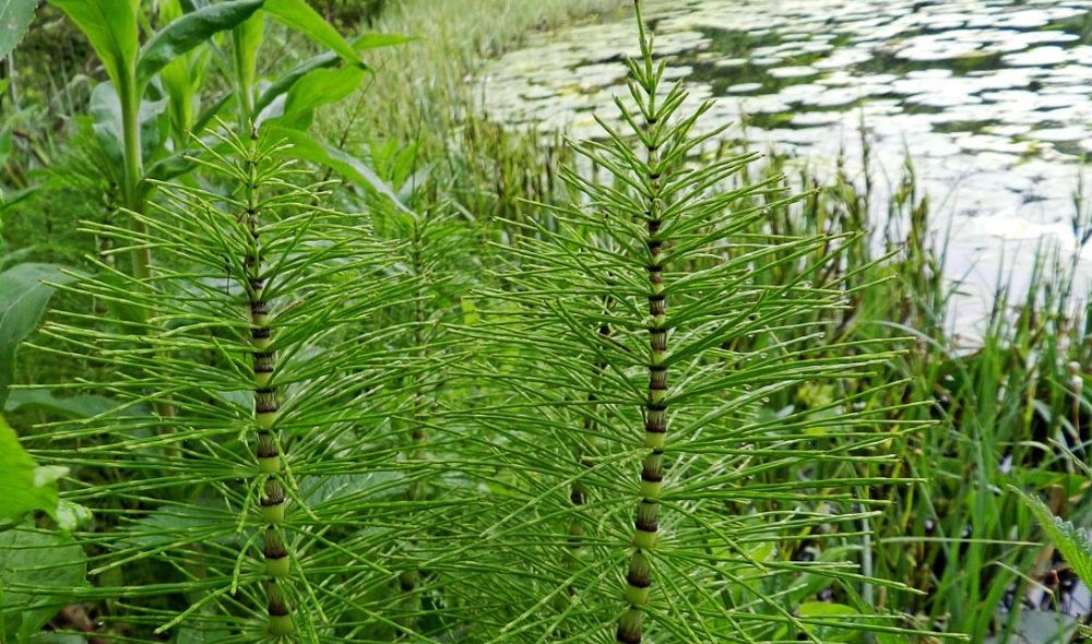 Хвощ растет около водоёма Хвощ растет около водоёма (фото)
