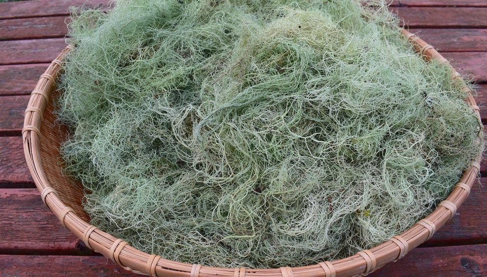 Сухая уснея бородатая Уснея бородатая